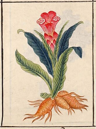 Compendium of Materia Medica